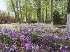 -永定河休闲森林公园