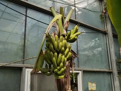 -呀路古热带植物园