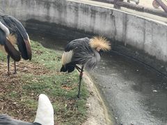 -灵玲国际马戏城