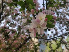 -海棠花溪(元大都城垣遗址公园)