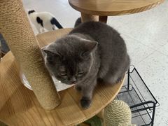 -喵园·猫主题咖啡厅·撸猫·猫咖(国贸店)