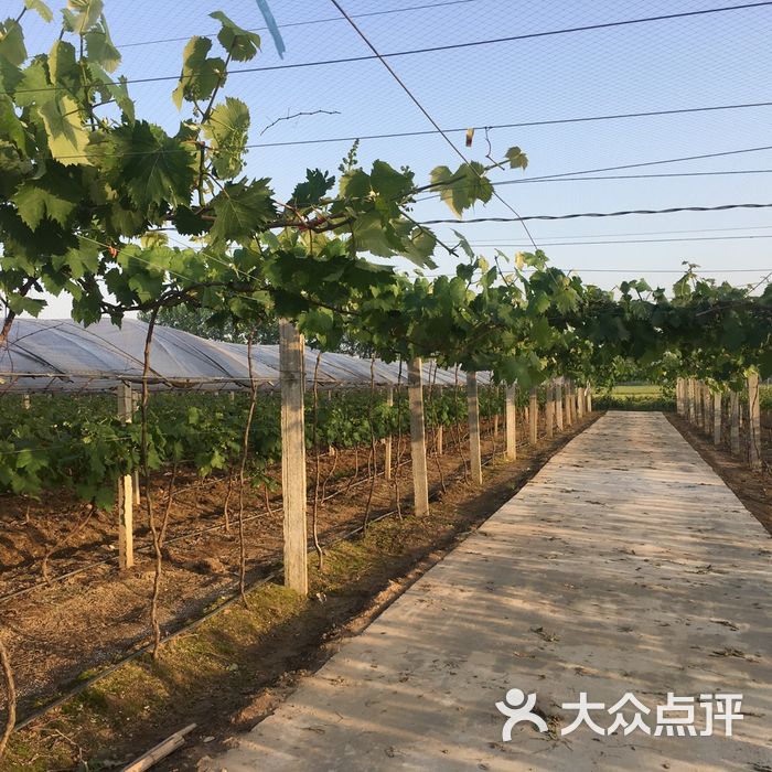 绿然葡萄火龙果采摘园图片-郑州采摘\/农家乐