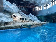 -帝企鹅自助餐厅•儿童岛•真企鹅(长隆企鹅酒店)