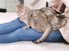 -猫儿山۰猫主题餐厅