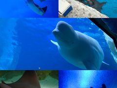 -珠海长隆海洋王国