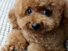 android_upload_pic-中农大我爱我爱24h动物医院·中医针灸·猫专科·骨科医疗中心(双井店)