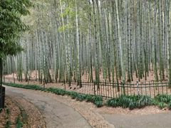 -杭州植物园