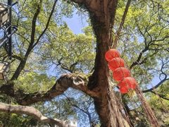 -小洲村