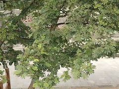-黄花溪