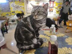 -平行世界·猫咖(首经贸店)