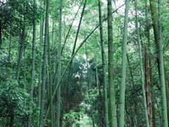 -缙云山景区