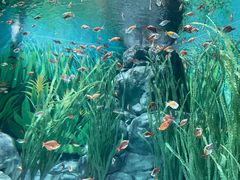 -上海海洋水族馆