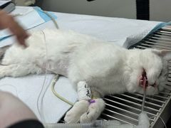 -达爱动物医院·犬猫分区·CT·复杂眼科(远洋山水分院)