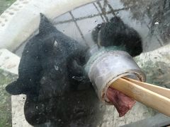 -横道河子东北虎林园