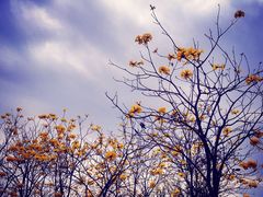 -天适樱花悠乐园