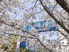 -高东镇樱花园