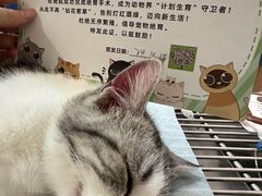 -守诺宠物医院·眼科· 特色牙科·异宠专科(虹口店)