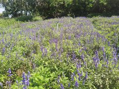 -松山湖梦幻百花洲