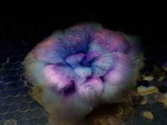 -鑫艺宠物美容培训学校