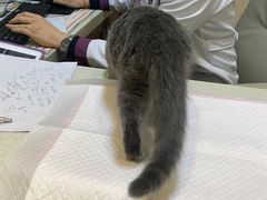 -宠爱国际动物医院· 猫科· 外科·中兽医(长白店)