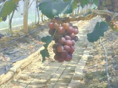 -迪茵湖田家舍生态农场