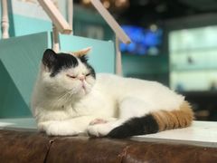 -猫小院猫主题餐厅(三里屯店)