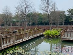 -五缘湾湿地公园