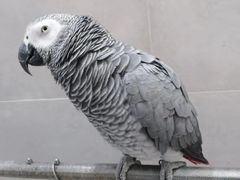 -宠颐生嘉德动物医院