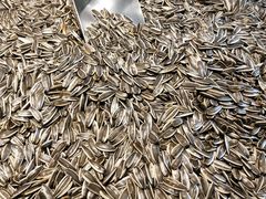 -树上坚果(瑞城店)