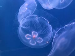 -左海海底世界