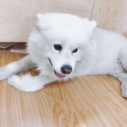 -英刺青 纹身 洗纹身