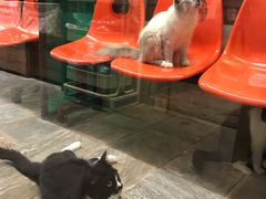 -猫咪博物馆(顶澳仔猫街店)