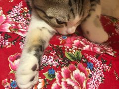 -飞行喵MR PILOT|猫舍·猫咖(静安大融城店)