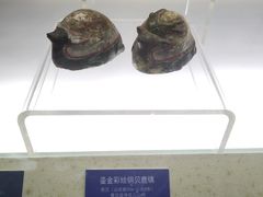 -旅顺博物馆