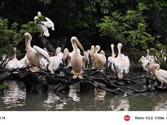 -广州长隆飞鸟乐园