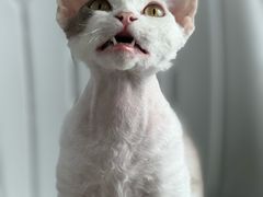 -东方动物医院·宠保定点·骨科·转诊中心(春城路·昆明站分院)