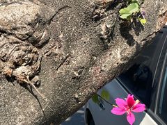 -皮蛋弟砂锅店(总店)