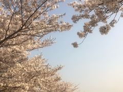 -高东镇樱花园