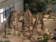 -自贡恐龙博物馆