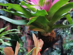 -正佳雨林生态植物园