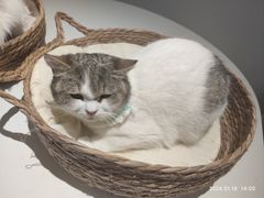 -怪兽屋·羊驼·猫咖·狗咖(俊华广场店)