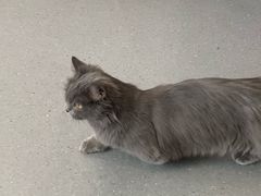 -飞行喵MR PILOT|猫舍·猫咖(静安大融城店)