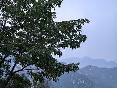 -大岭沟猕猴桃谷风景区