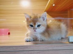 -猫十亿·布偶金渐层·曼基康矮脚猫舍(青年路店)