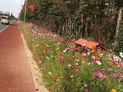 -上海长兴岛郊野公园