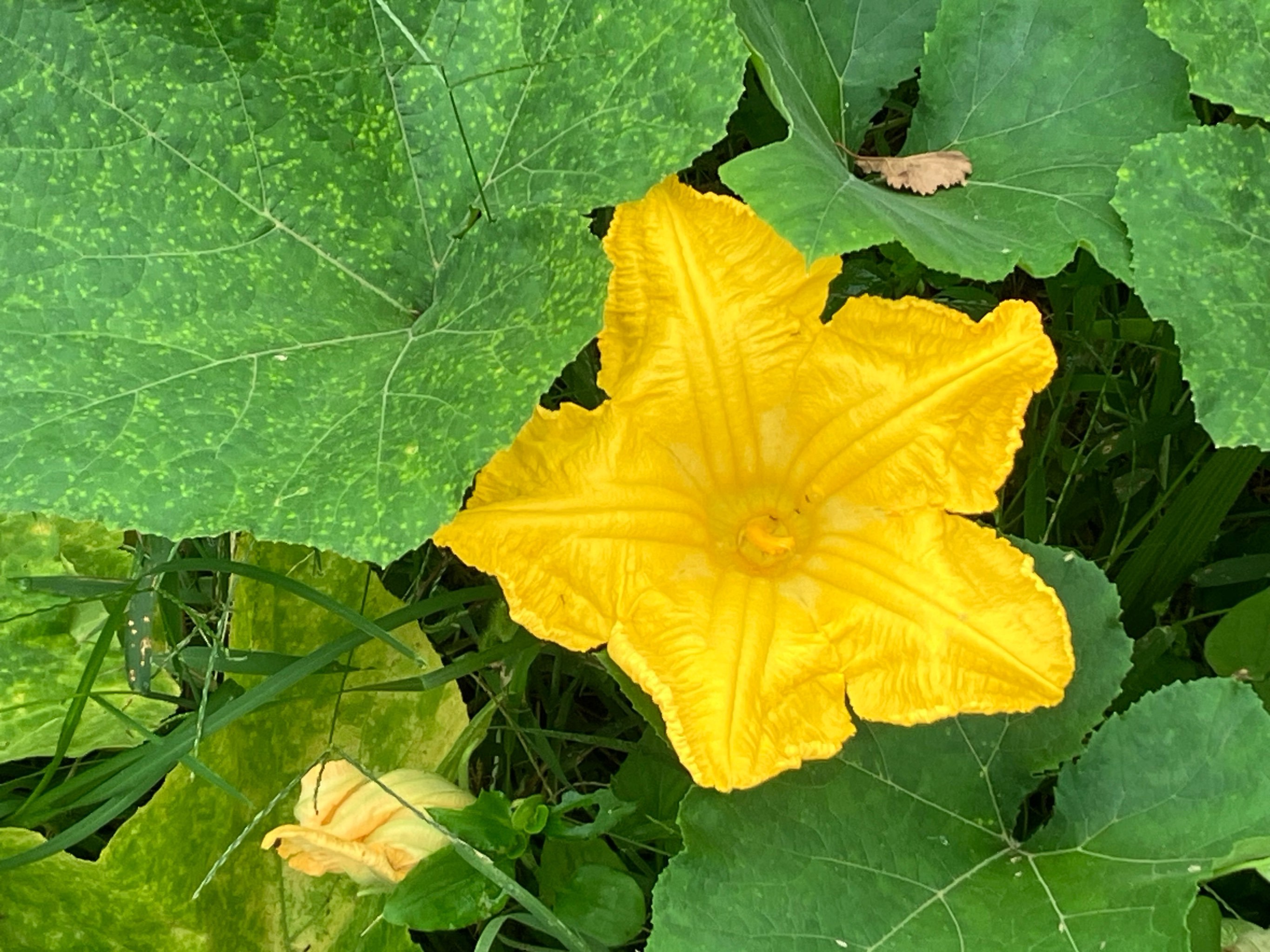 🌲🌳🌿幽静美丽的绿色森林