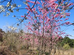 -名花谷生态庄园