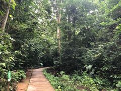 -西双版纳原始森林公园