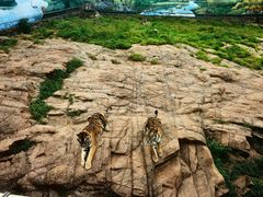 -西霞口神雕山野生动物世界