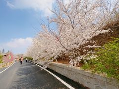 -樱花山风景区